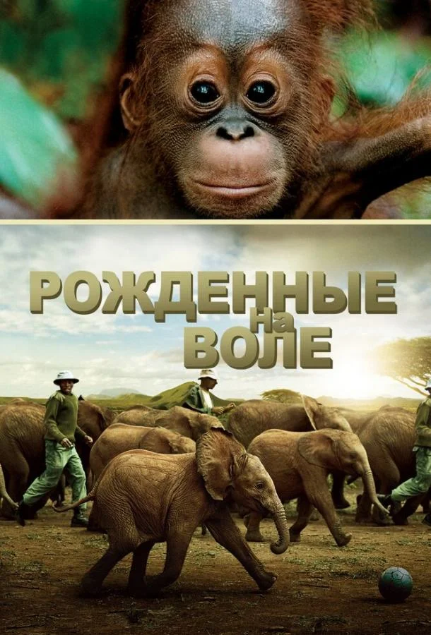 Постер к Рожденные на воле (2011)